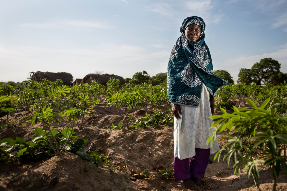 Angoche,District,,Nampula/,Mozambique, ,11.17.2015:,A,Cassava,Farmer,Stands