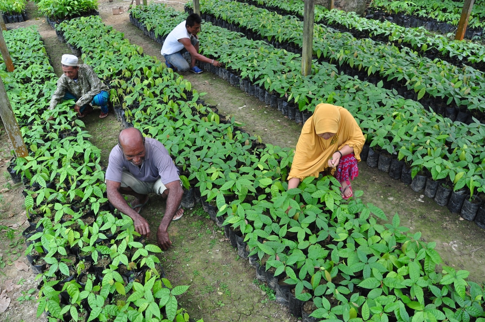 Jayapura,,Indonesia, ,March,,2020.,Farmers,Planting,Cocoa,In,Jayapura,