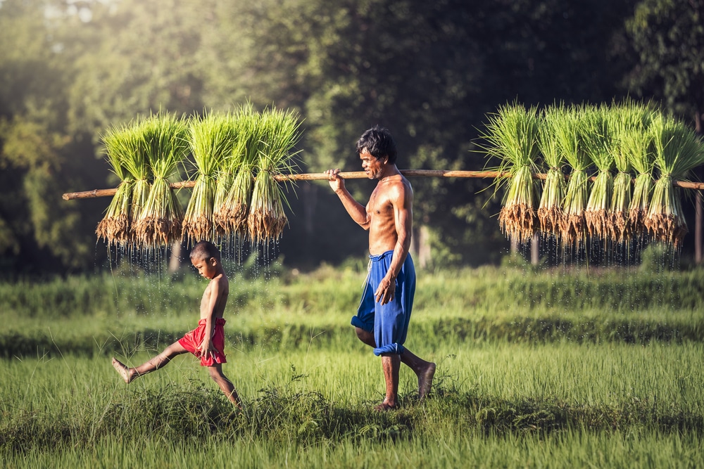 Farmers,Grow,Rice,In,The,Rainy,Season.,They,Were,Soaked